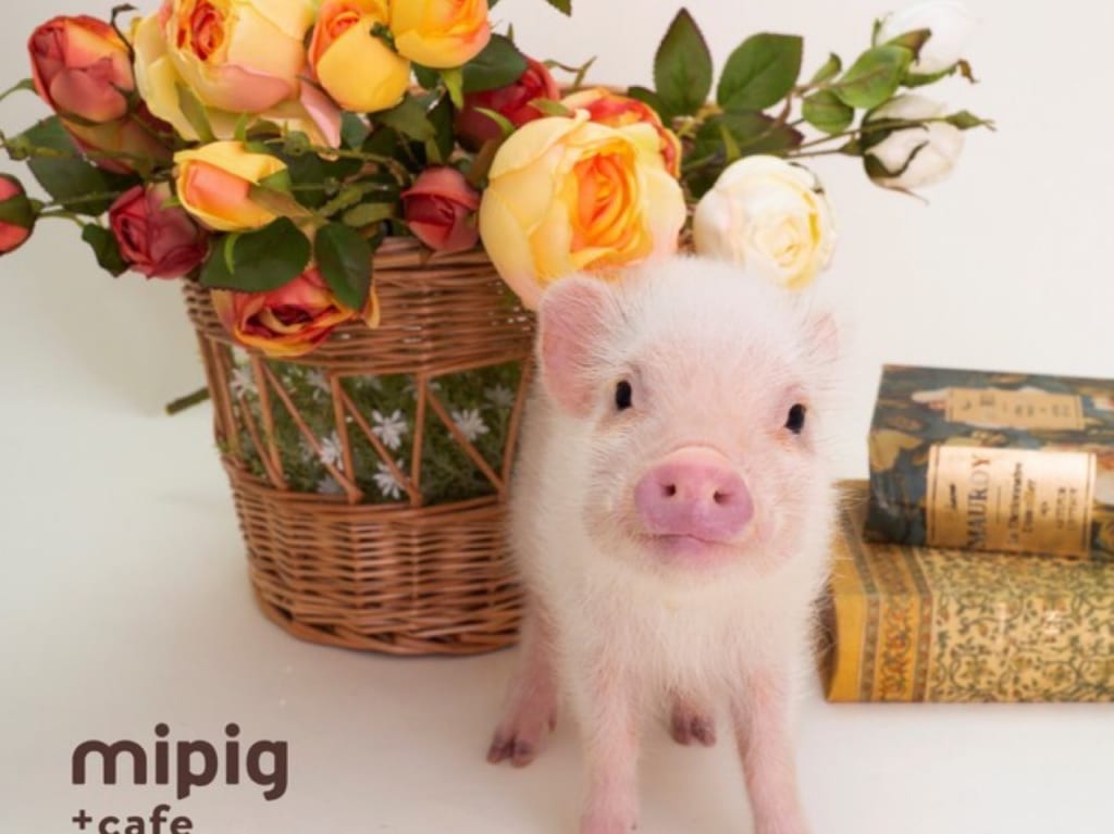 mipig cafe