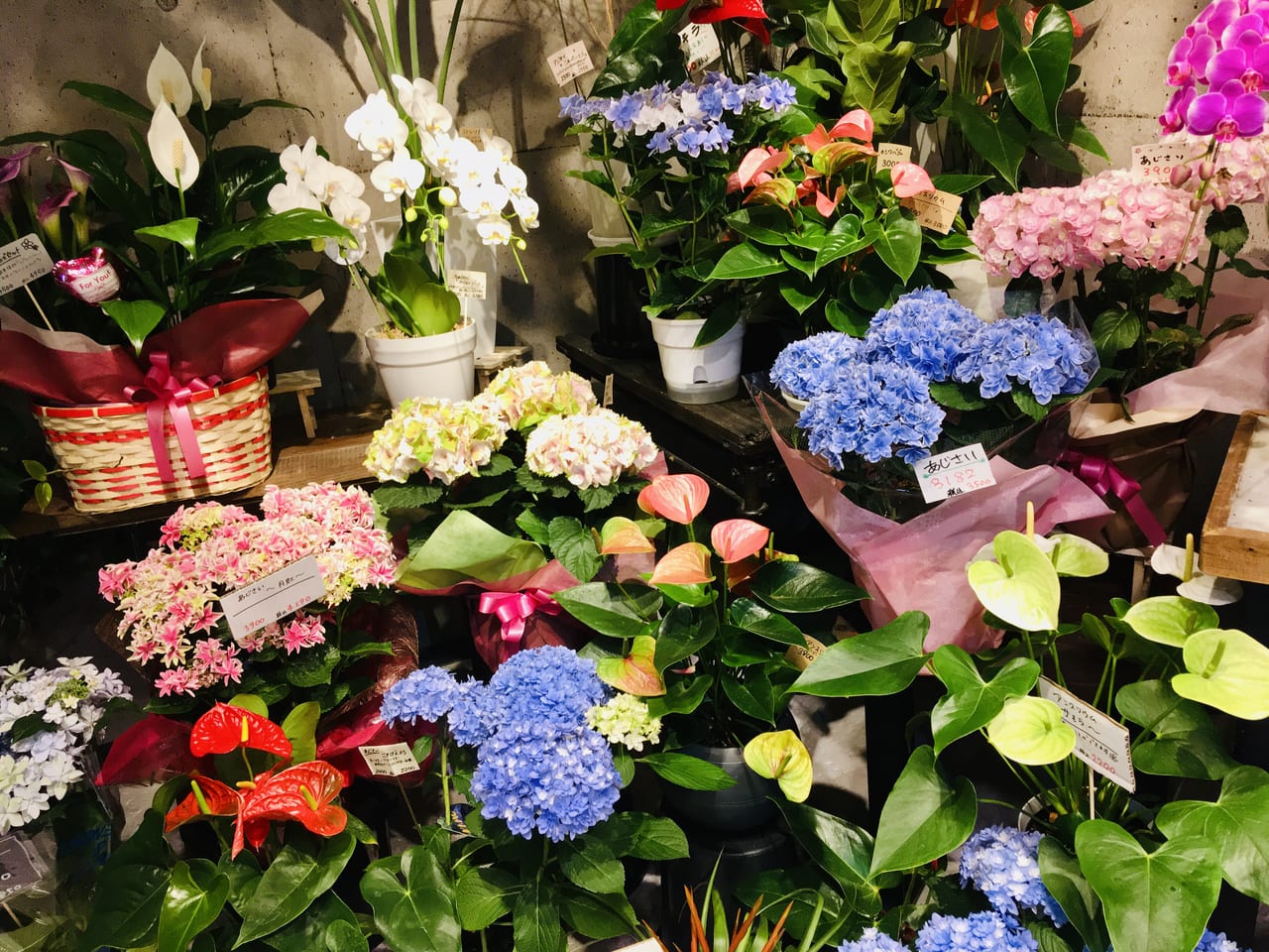 福岡市東区 素敵がいっぱいすぎるお花屋さん お花に囲まれながら過ごす時間は最高の癒やしです 号外net 福岡市東区