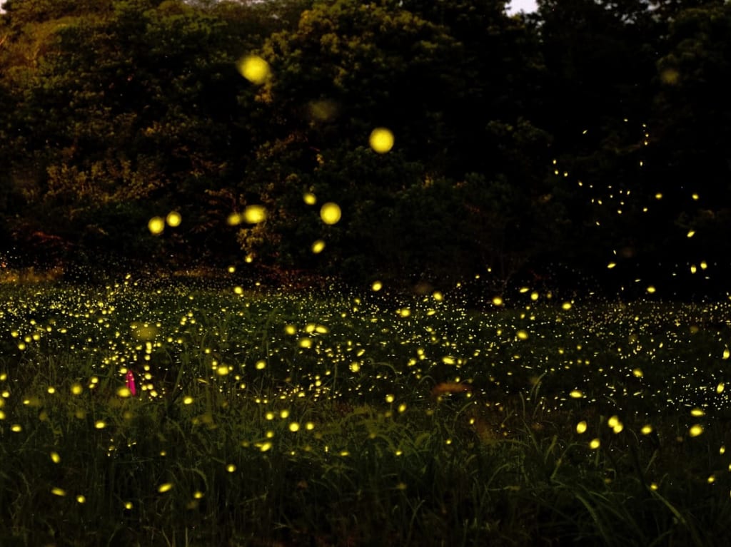 ほたる