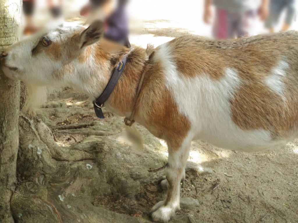 海の中道海浜公園の「動物の森」では、2023年8月11日(金・祝)～8月13日(日)の各日15:00より、動物たちにひんやり冷たい「夏のプレゼントDay」を開催予定です。