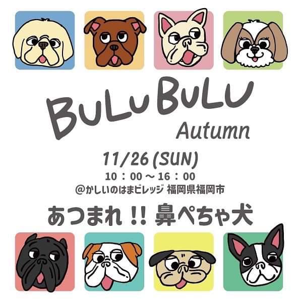 2023年11月26日(日)10:00～16:00に、かしいのはまビレッジにて西日本最大級の鼻ぺちゃ犬専門イベント「BULU BULU Autumn」が開催予定です。