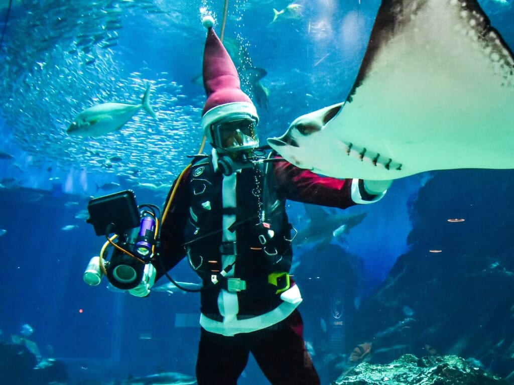 2023年12月1日(金)～12月25日(月)に、マリンワールド海の中道にて「海のクリスマス」、2023年12月23日(土)～12月25日(月)には、21:00迄営業の「クリスマスナイト」を開催予定です。