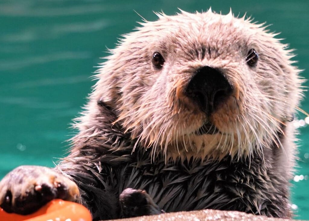 2024年3月30日(土)マリンワールド海の中道にて、大人気ラッコの「リロのお誕生日会」（無料・抽選）が開催予定です。