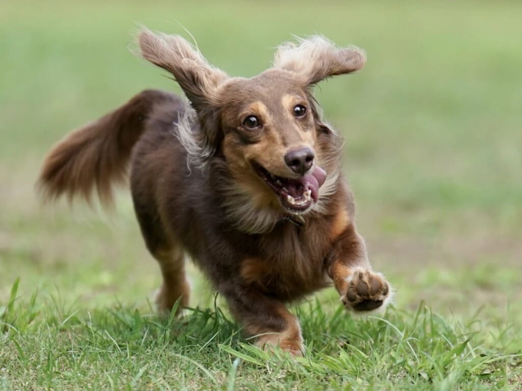 2024年3月3日(日)10:00～16:00に、九州初のダックスだらけのドッグフェス「Dachshund Jam」が開催予定です。