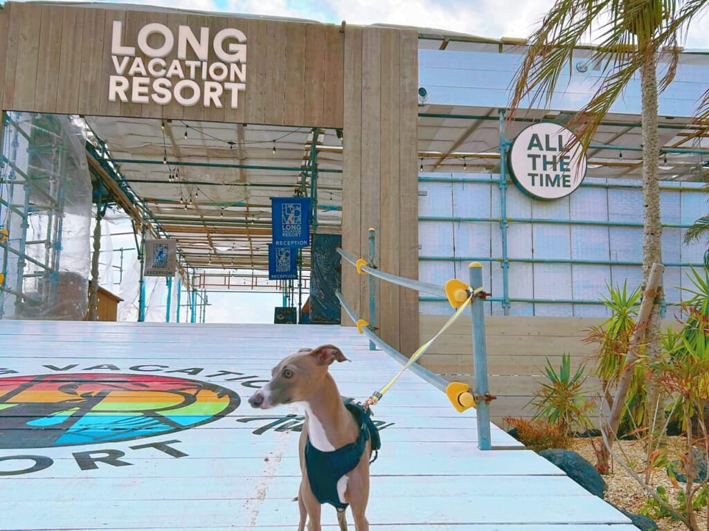 2023年にオープンした西戸崎のグランピングリゾート「ロングバケーションリゾート」では、2024年3月より「ドッグラン」や飲食時の犬同伴が可能となりました。また、2024年2月より海鮮や伊万里牛のカルビなどを使用したランチメニューが登場しています。