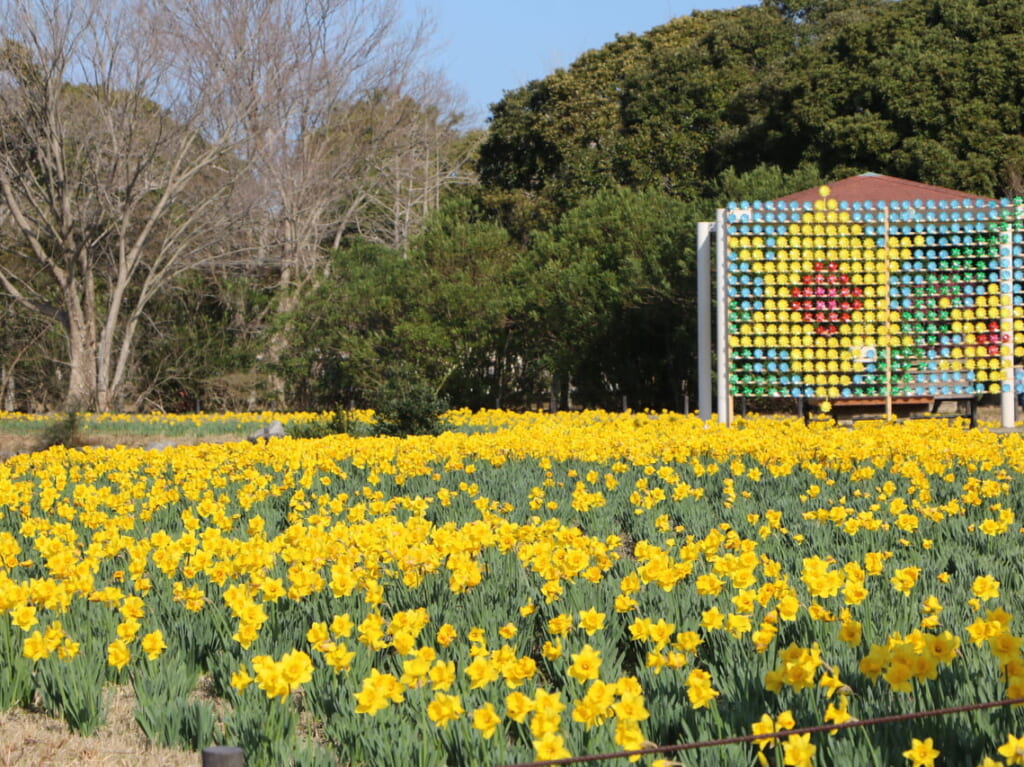 海の中道海浜公園のおもちゃ箱花壇にて、うみなかの早春のシンボル、約8万株の「セイヨウスイセン」が見頃を迎えました！そして、黄色に彩られた花景色に合わせて3/10(日)まで“黄色”にちなんだフォトスポットが期間限定で登場！ 中でも、約400個の風車でセイヨウスイセンをイメージした「かざぐるまフォトスポット」が人気です。また、早春SNSフォトコンテスト「しあわせの黄色い●●を探そう」を同時開催中。フォトスポットをはじめ、園内で黄色のあるシーンを見つけたら、「#うみなかハッピーイエロー」をつけてSNSに投稿すると素敵なプレゼントが当たるかも！？