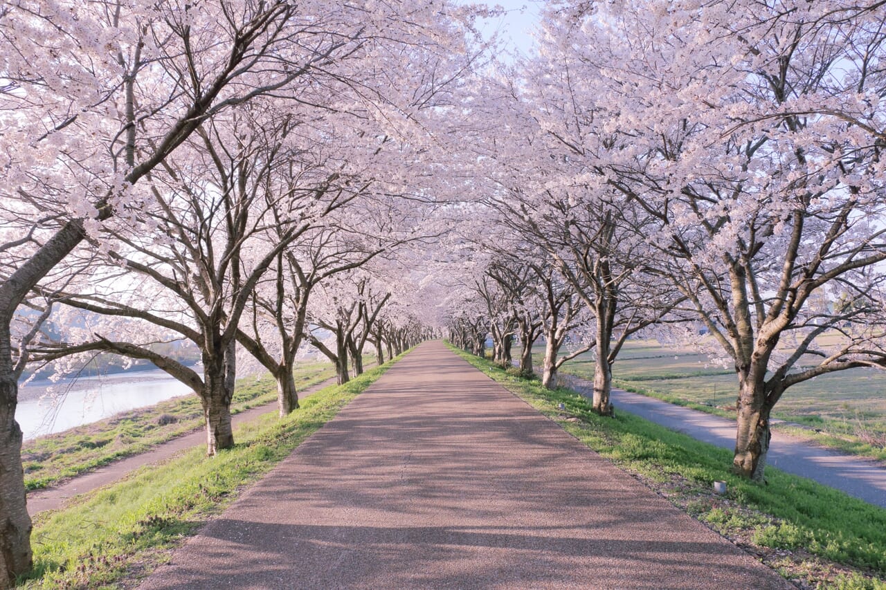 2024年に、福岡市東区内で楽しめる桜の名所のご案内になります。